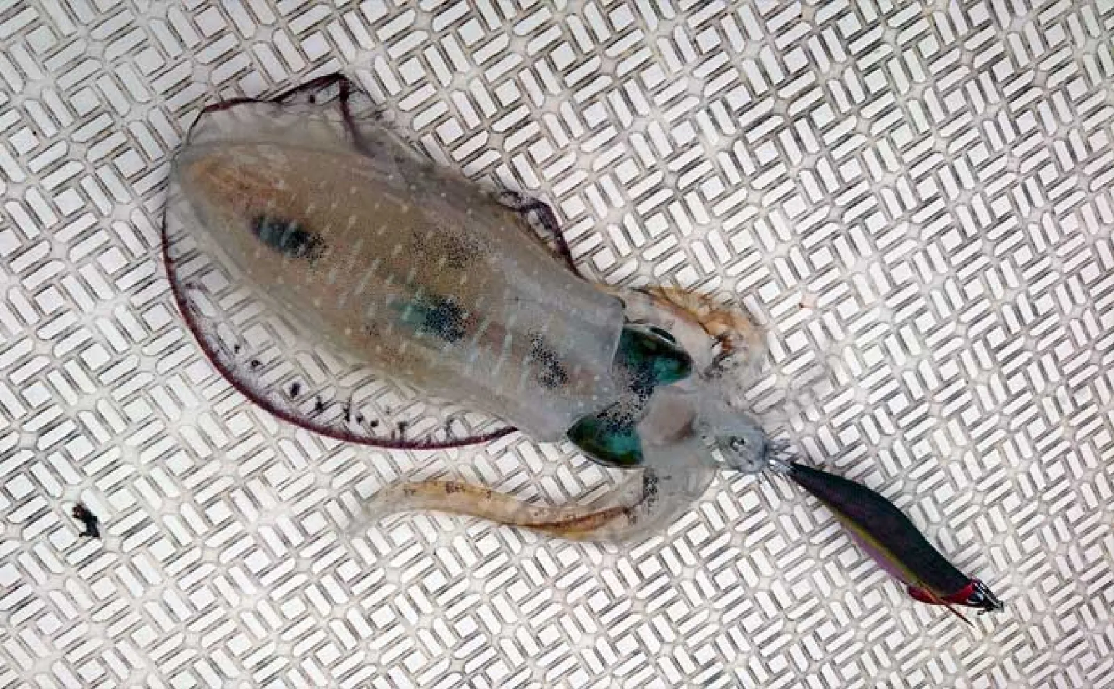 「1kg超え大型アオリイカ連発！」キャスティングエギングでシャロー攻略のコツを実釣解説【三重】