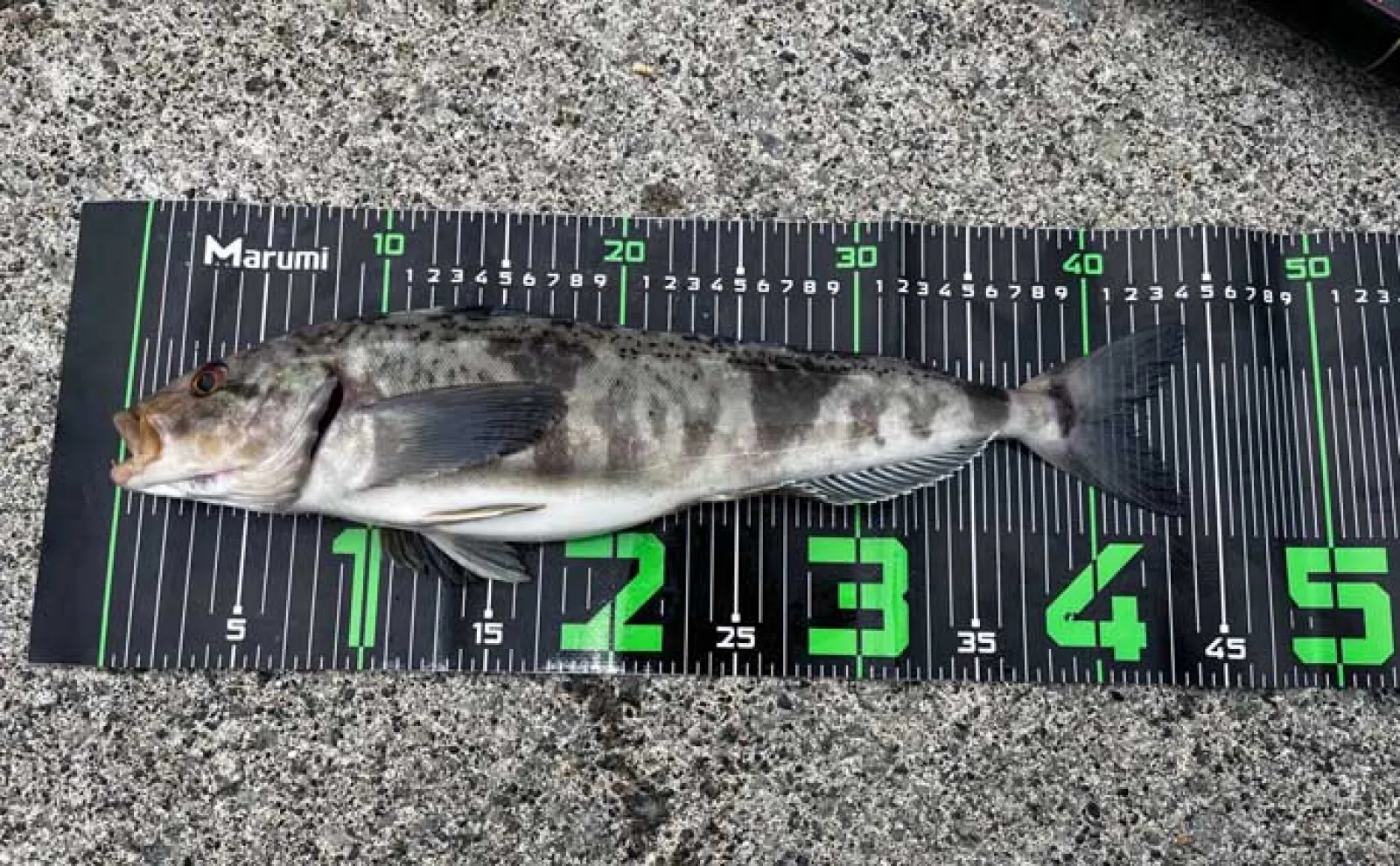 「40cm超えのゴッツいホッケが連発！」漁港ロックゲームで入れ掛かりに【北海道】