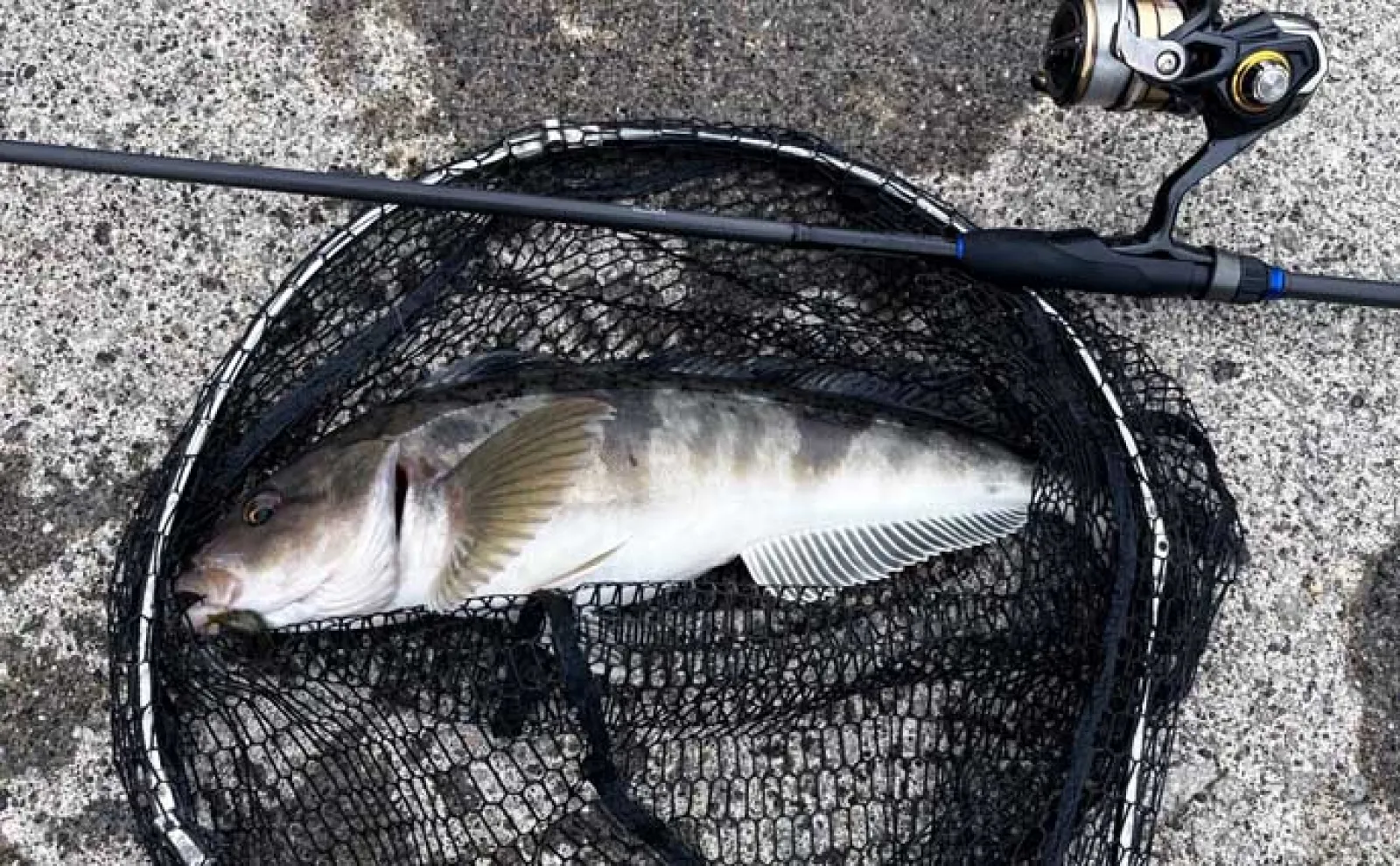 「40cm超えのゴッツいホッケが連発！」漁港ロックゲームで入れ掛かりに【北海道】