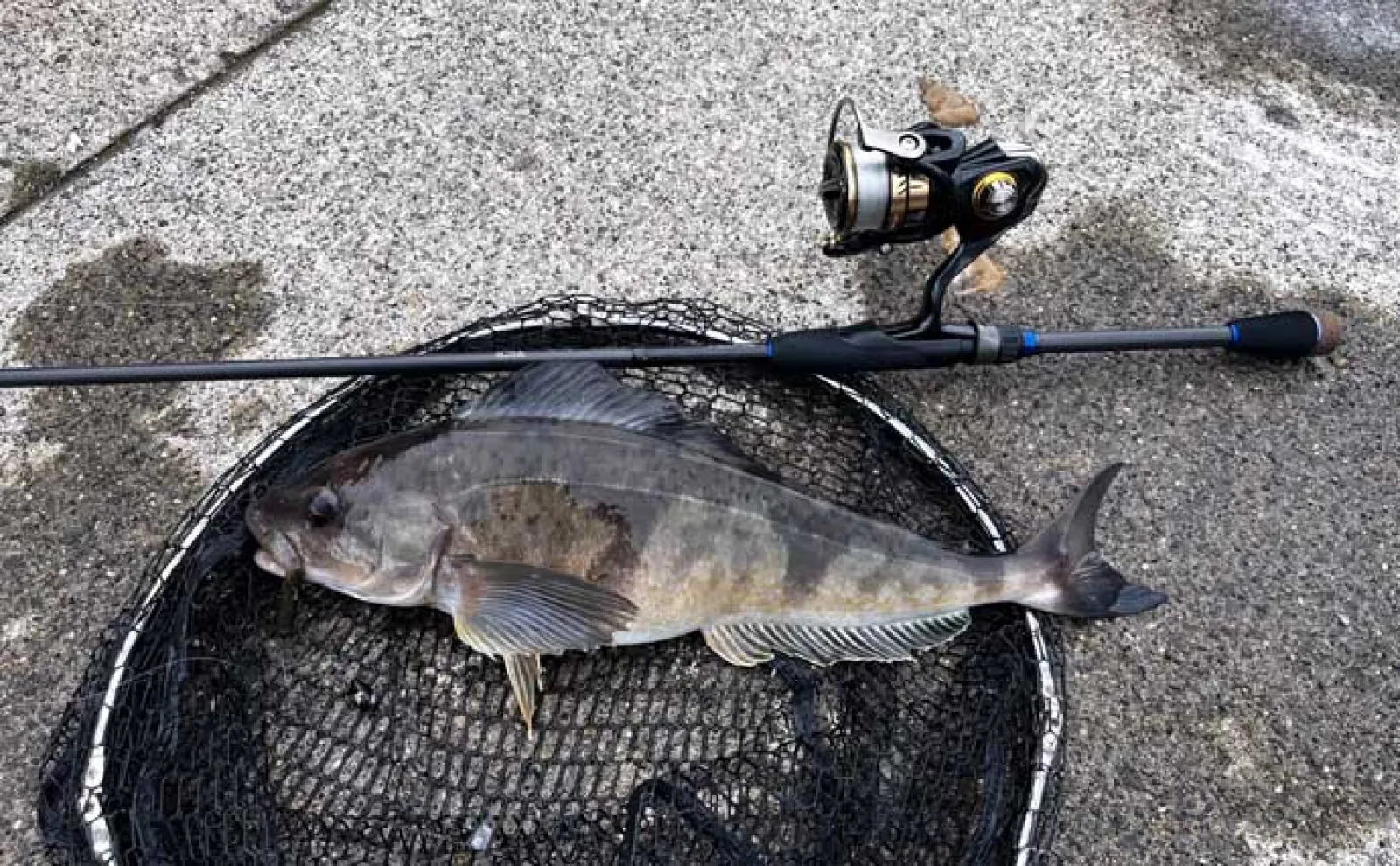 「40cm超えのゴッツいホッケが連発！」漁港ロックゲームで入れ掛かりに【北海道】