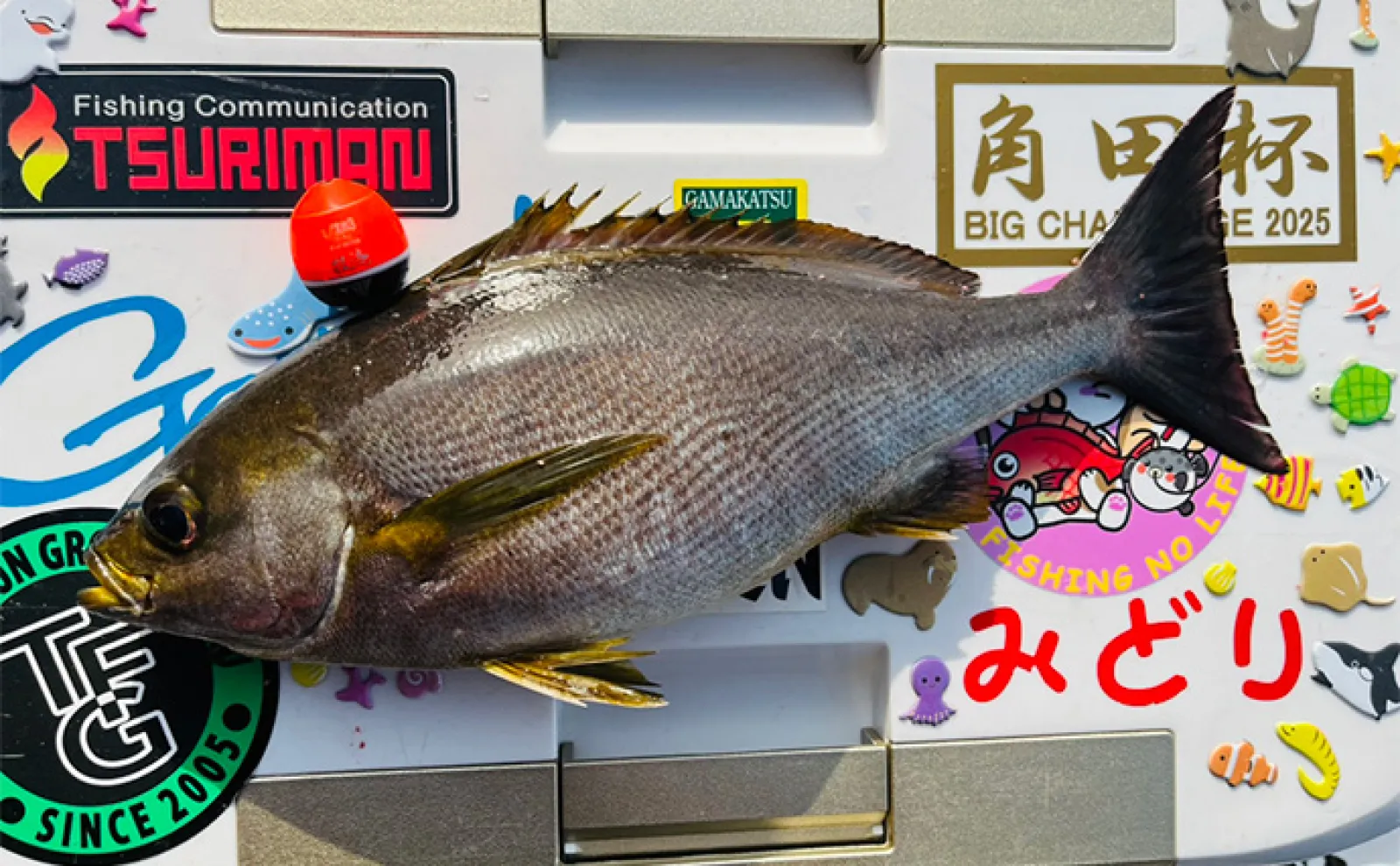 イサキ釣りの季節が到来！」磯フカセ釣りで40cm級含み良型イサキが入れ