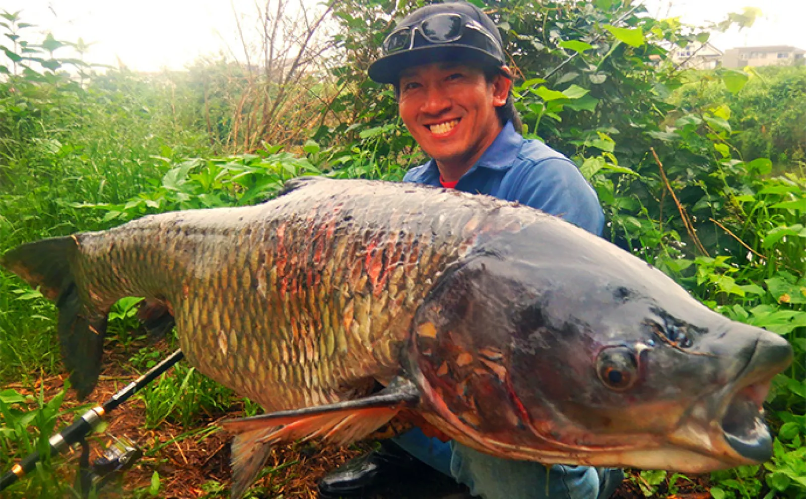 桑の実エサに想定外の大型魚ヒット！」新河岸川のコイ釣りで21kg超え