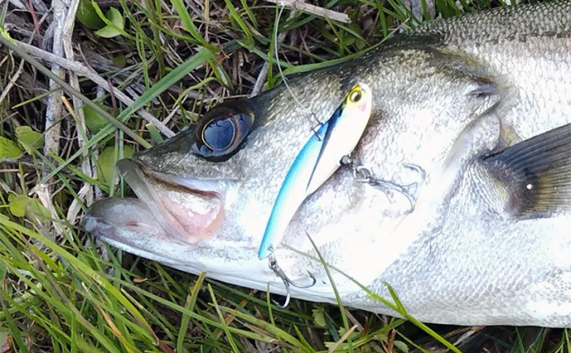 「何でも釣れる！」ゼロから始める【バイブレーションルアー】の魅力と使い方のコツ