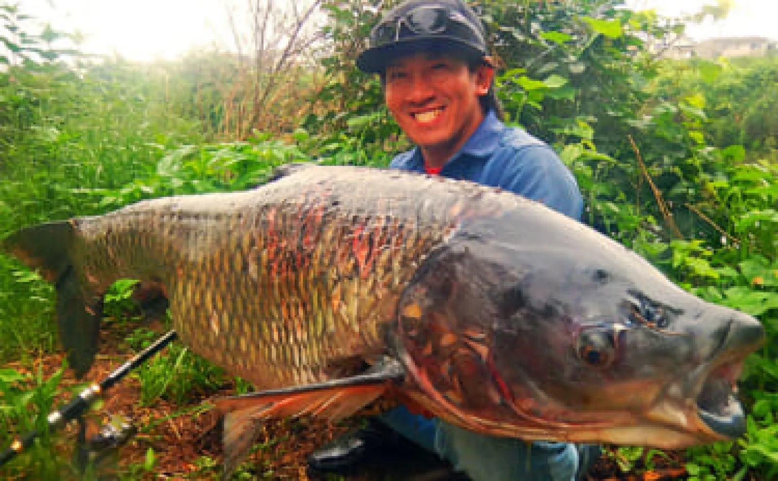 明日まで、掲載です。 最終値下げ！鯉釣りアオ釣りに 桑の実エサに想定外の大型魚ヒット！」新河岸川のコイ釣りで21kg超え