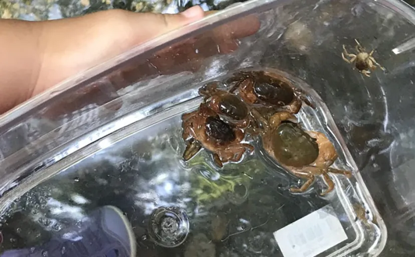 身近な清流で生活する＜サワガニ＞の特殊な子育てスタイル　卵からカニの姿で誕生？