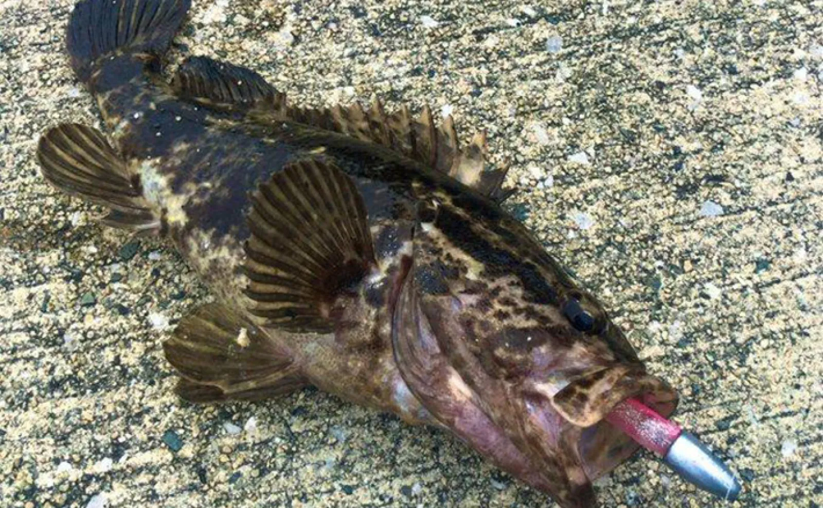 全国で人気！」ロックフィッシュゲームで釣れる魚種3選 毒魚にはご注意