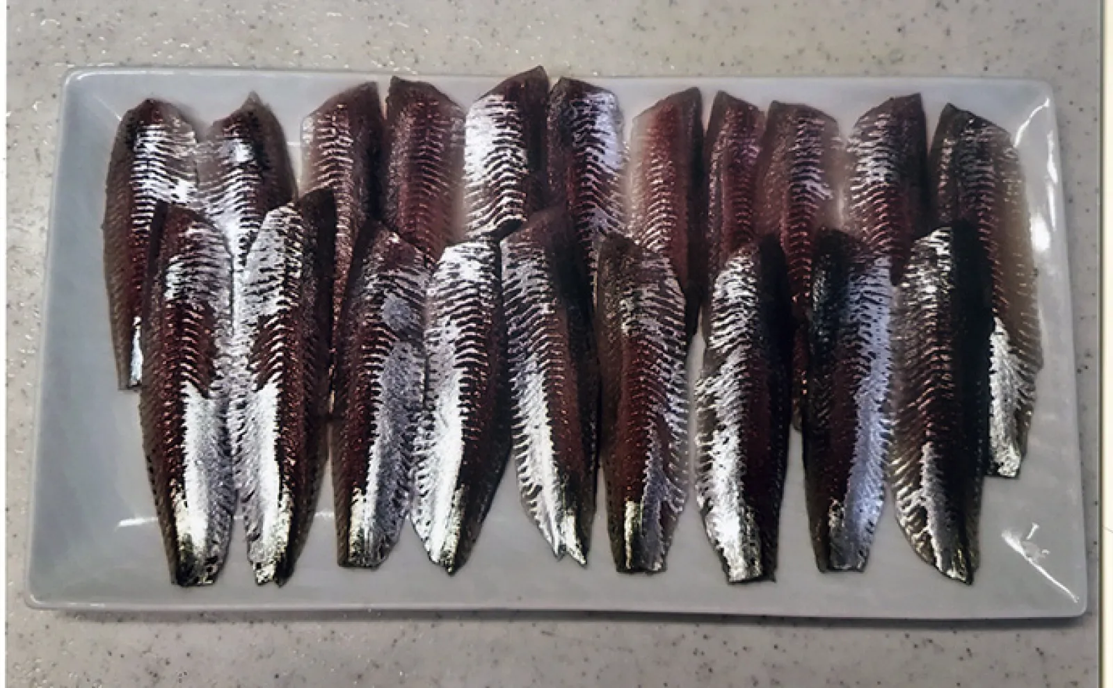 碧南海釣り広場のサビキ釣りでサッパ束釣り達成！【愛知】多点掛け連発