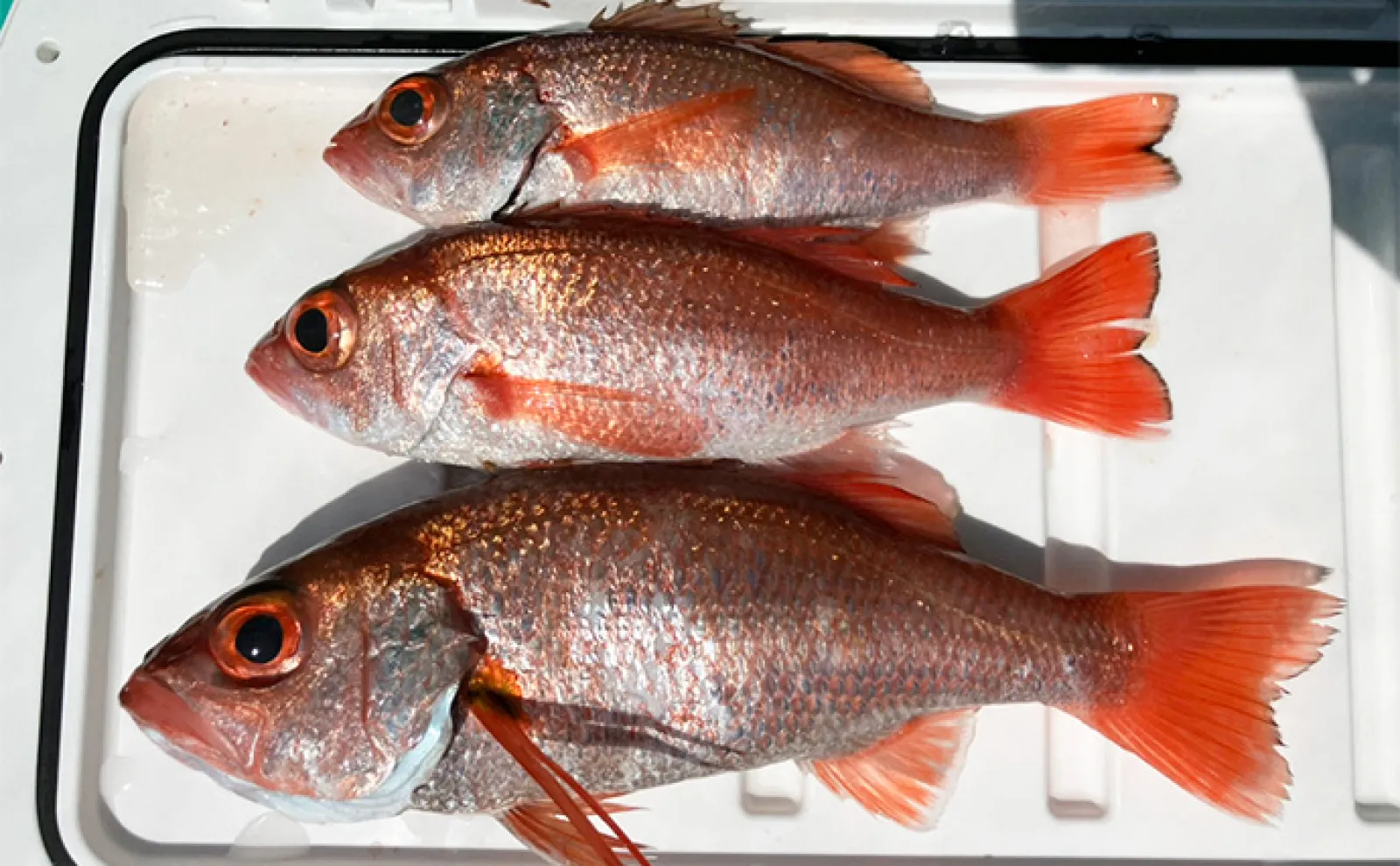 富山湾で「56cm・2.2kg」超大型アカムツ浮上！【強神丸】ゲストに11kg