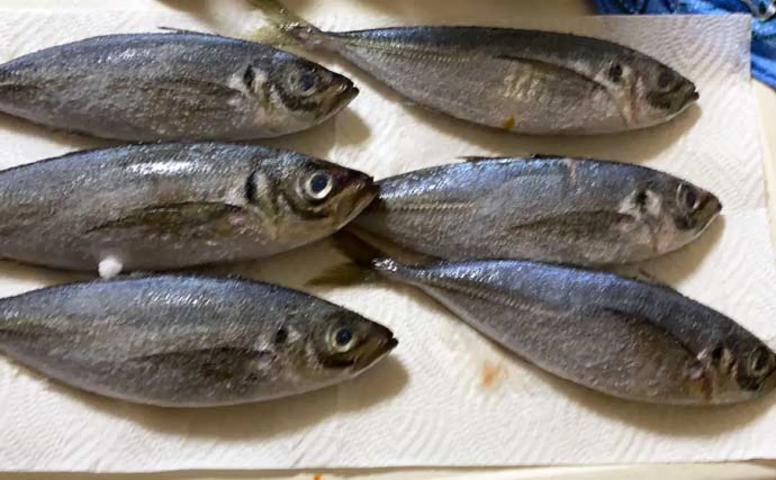 スーパーのアジでも釣れた！」ヤエン釣り＆ウキ釣りで1.8kg級頭に春