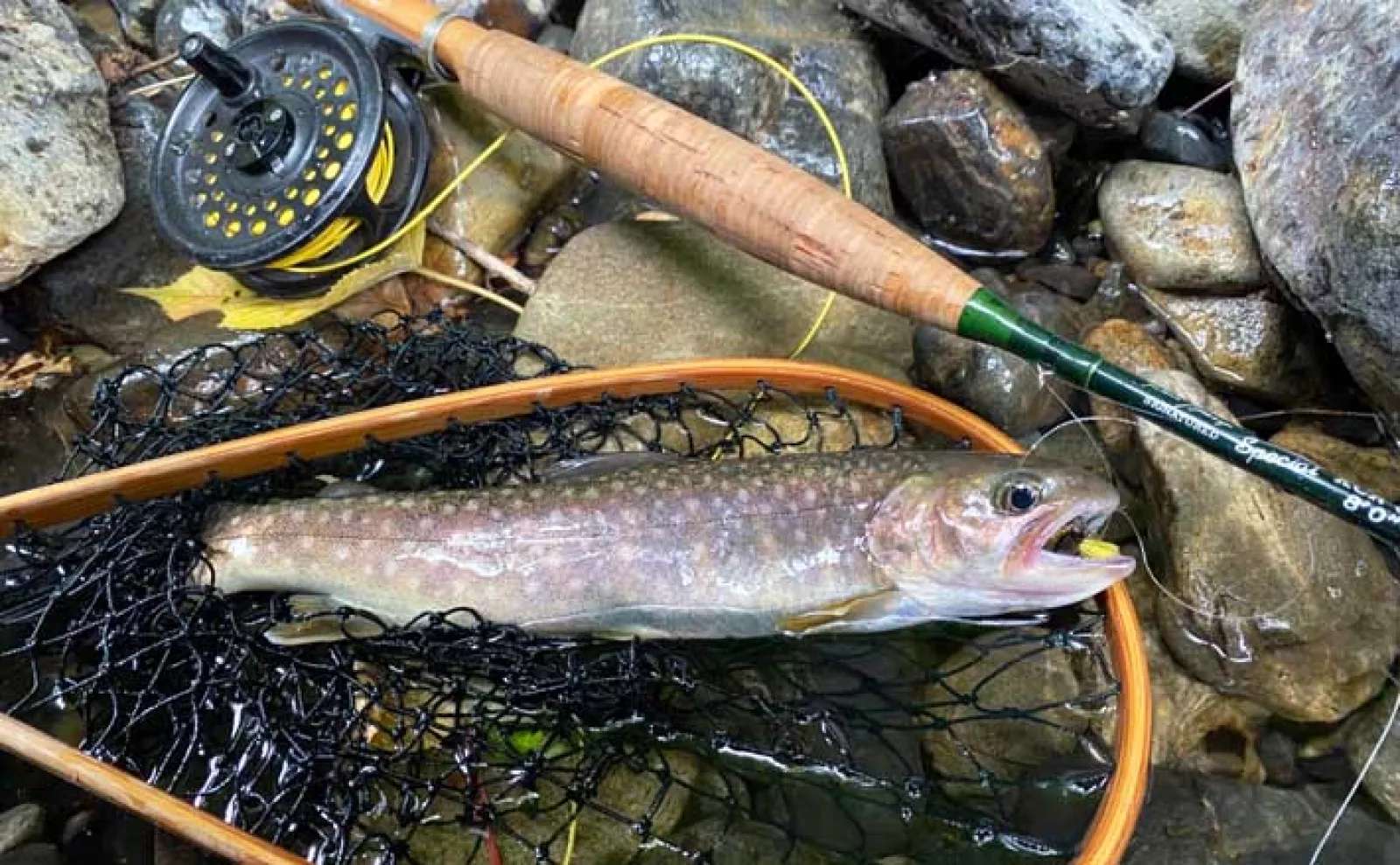 秩父でのフライフィッシングでイワナ3匹を手中【埼玉・入川水系】浅め