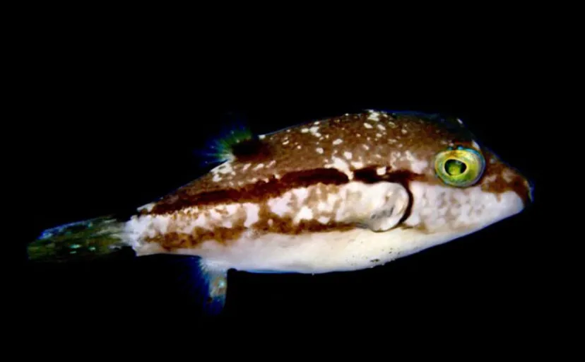 猛毒を持っているけどとても人懐っこい魚『キタマクラ』 犬のようにダイバーの後ろをついてくる?