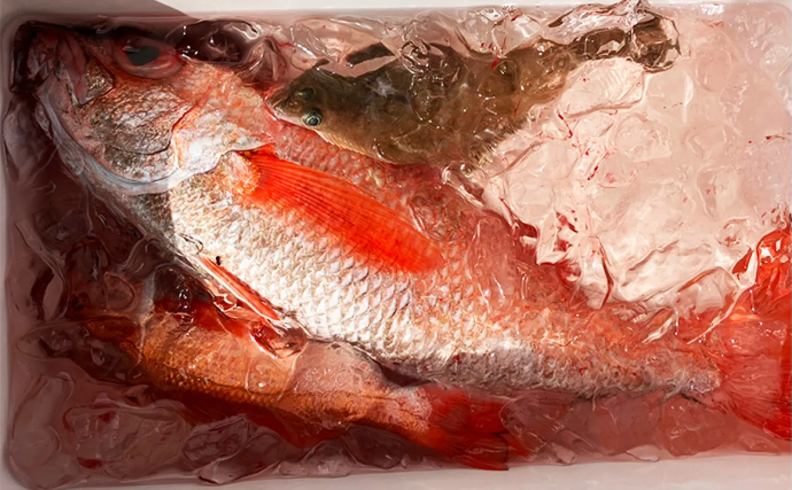 富山湾で「56cm・2.2kg」超大型アカムツ浮上！【強神丸】ゲストに11kg