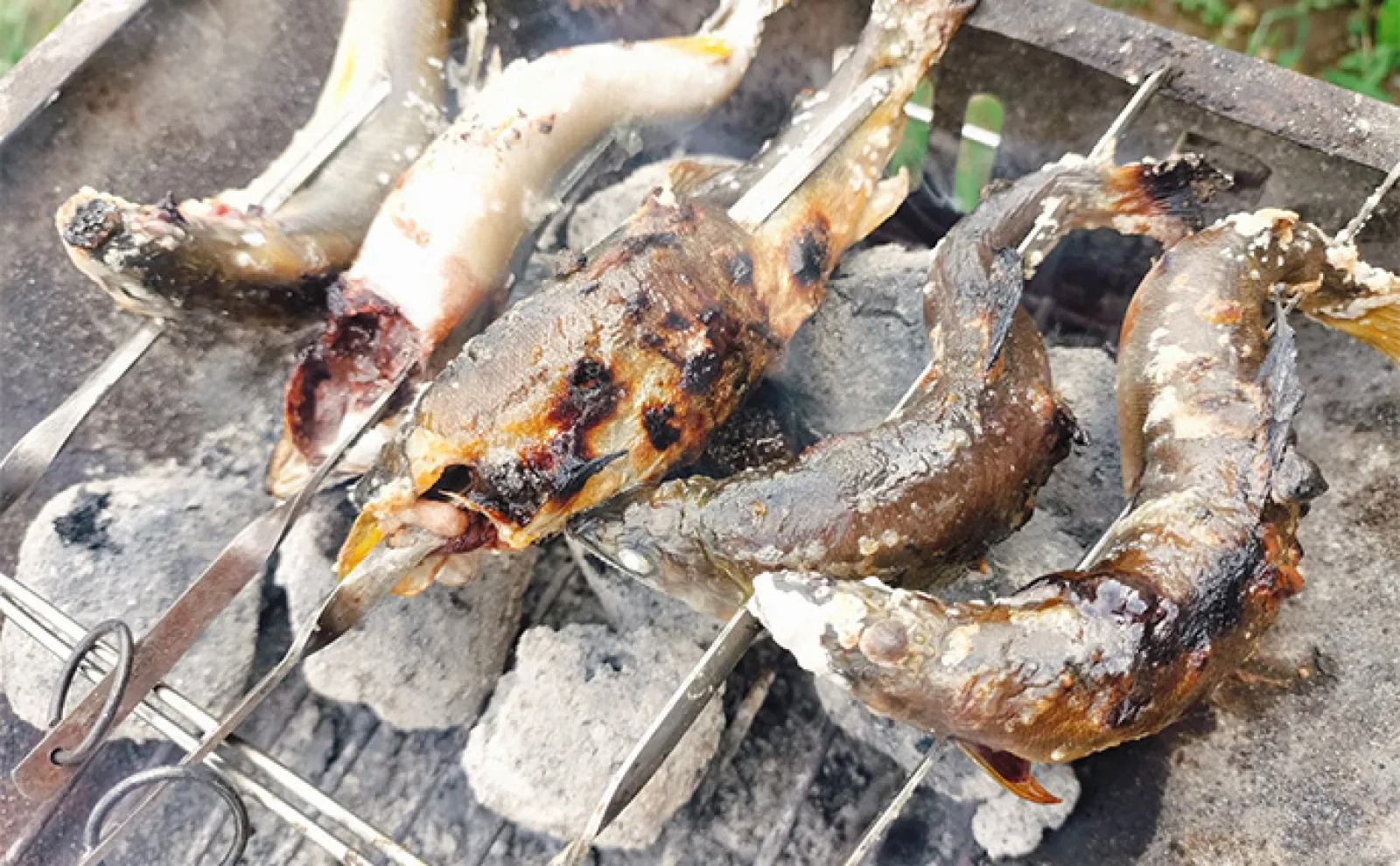 鮎を炭火で美味しく焼く5つのポイント 触りたくないけど最初は我慢