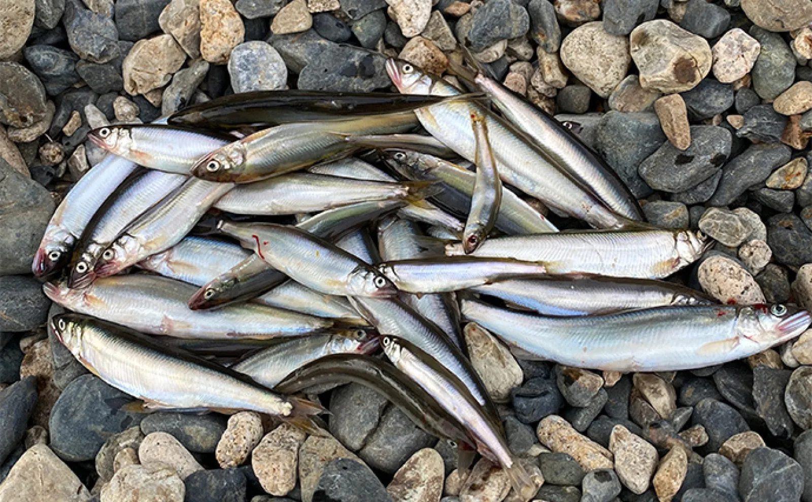 あゆの友釣りとは全くの別物！」琵琶湖の小鮎釣りを解説【道具・仕掛け
