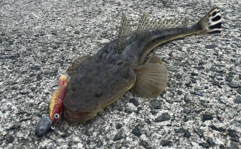 「夏はマゴチの季節！」陸っぱりルアーマゴチ釣り徹底解説【ポイント・タックル・ルアー・釣り方】