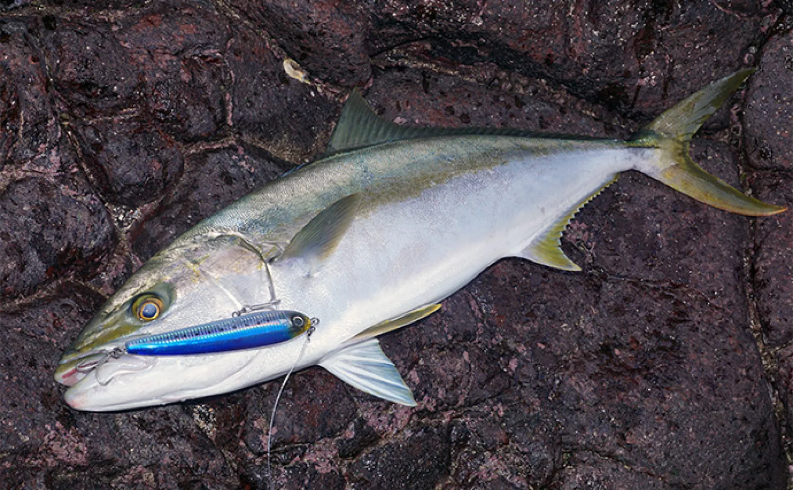 爆飛びルアーで攻略！」トップで大型魚を狙う【ロックショアゲーム最