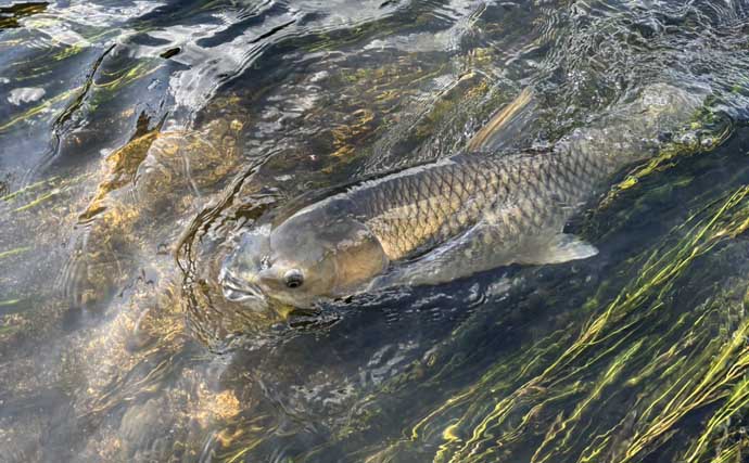 野菜の「オクラ」を川に流したら1メーター超えの巨大怪魚が釣れた