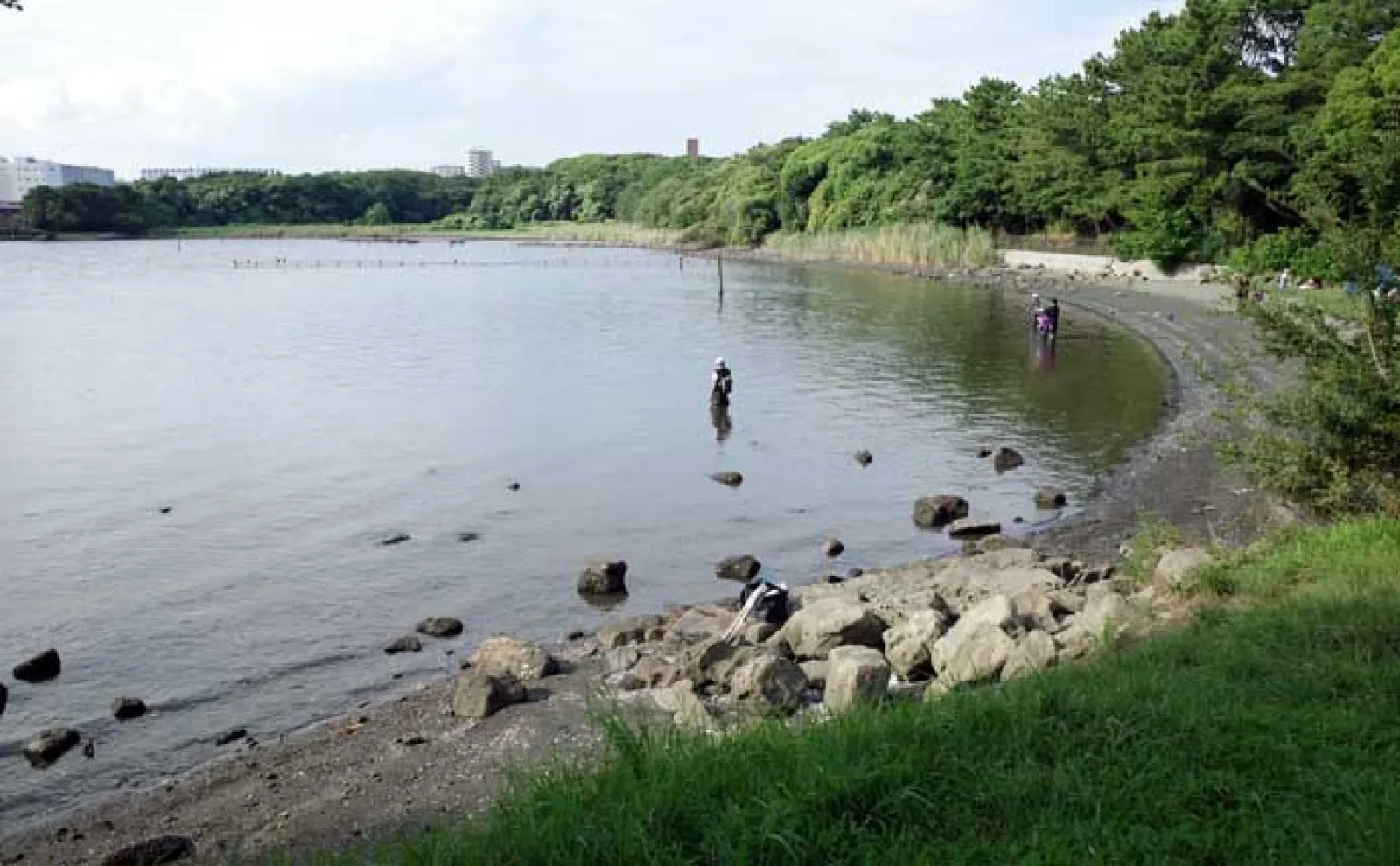 大井 ふ頭 中央 海浜 公園 し おじ 磯