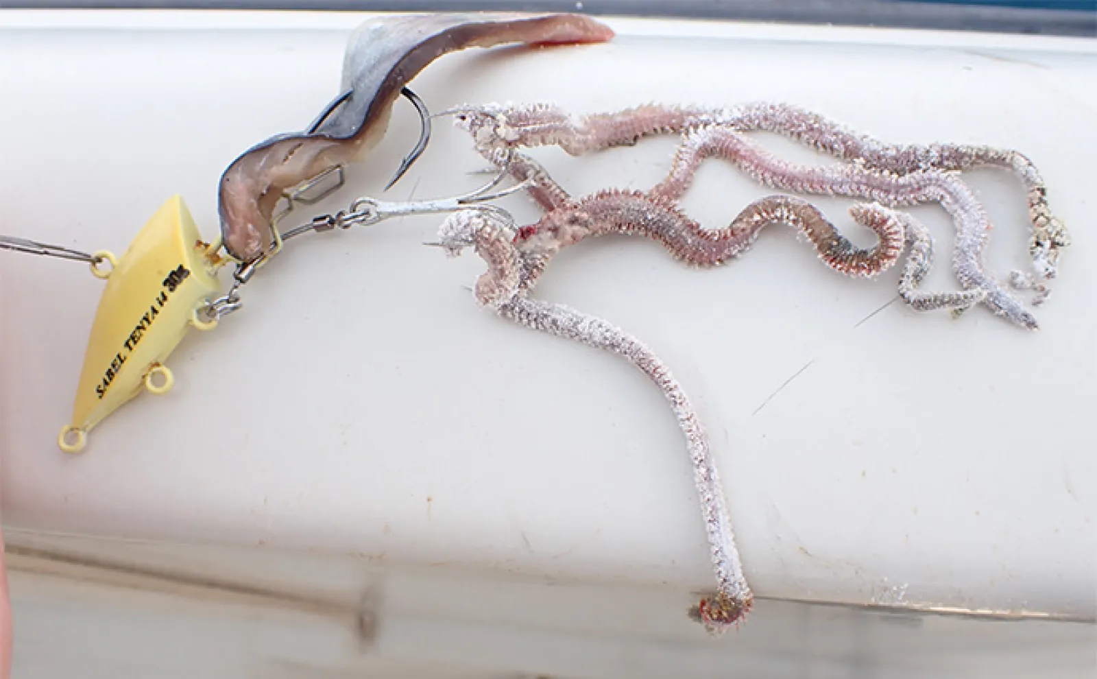 ご当地釣法「サーベルテンヤ」でボートから根魚を狙ってみた【静岡