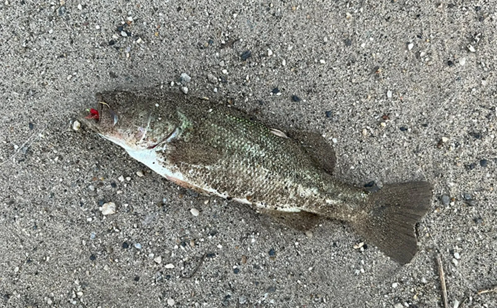 100均サビキでブラックバスが釣れた！」豊田市水源公園のスレたバスに