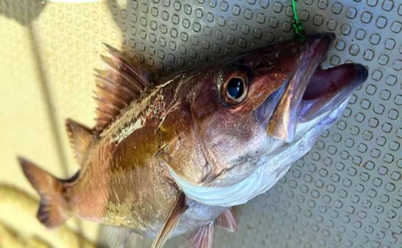 オフショアジギングで7kg頭に超美味魚『アラ』が船中乱舞!【石川・輪島】