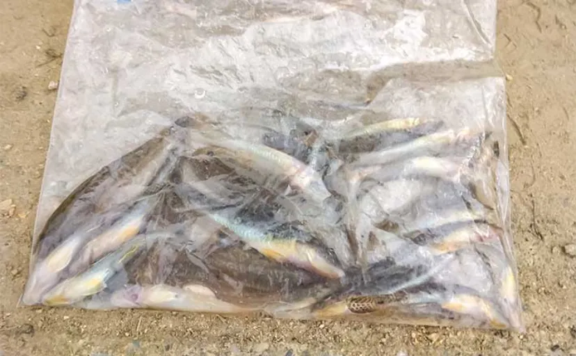 木曽川のチョイ投げ釣りでハゼ30匹をキャッチ！【愛知】ゲストにセイゴやヒイラギも登場