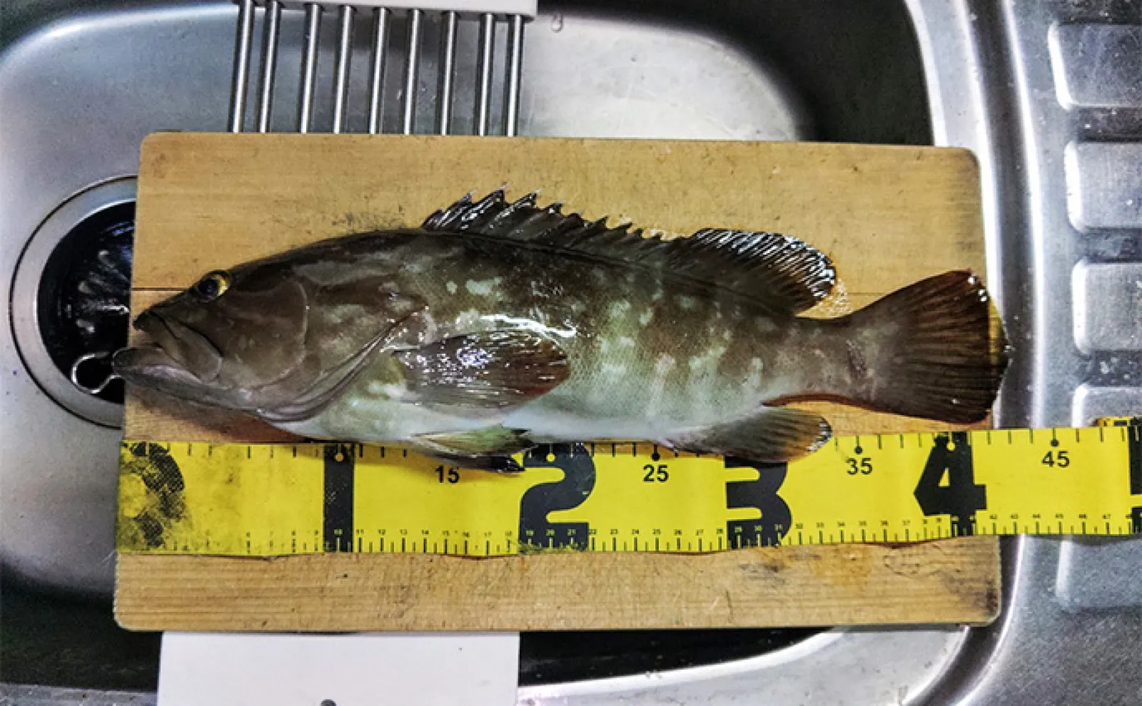 漁港で高級魚クエが釣れる？」 エサ・ルアー釣りどちらでもクエ