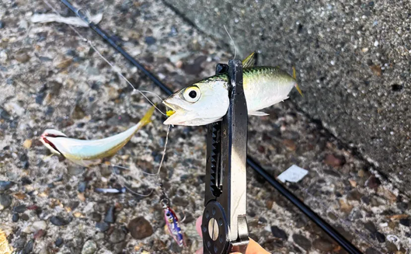 季節の変わり目「端境期（はざかいき）」の釣りは難しい？ 強い味方はジグサビキ