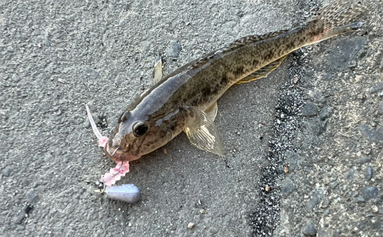 セリアのアジングワームを浜名湖で使ってみたらハゼが猛烈アタック