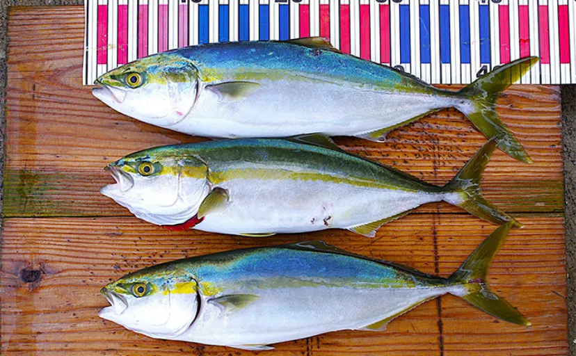 明石沖ボートジギングでハマチ3匹手中【兵庫】ジグの色よりも動きで食わす作戦が成功
