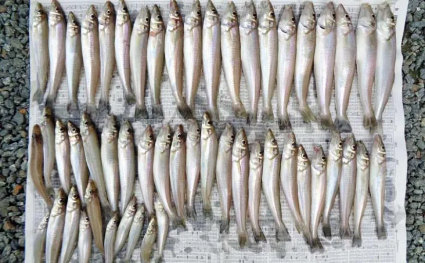 香良洲海岸の投げキス釣りで19cm頭に53匹キャッチ！【三重】数・型ともに大満足