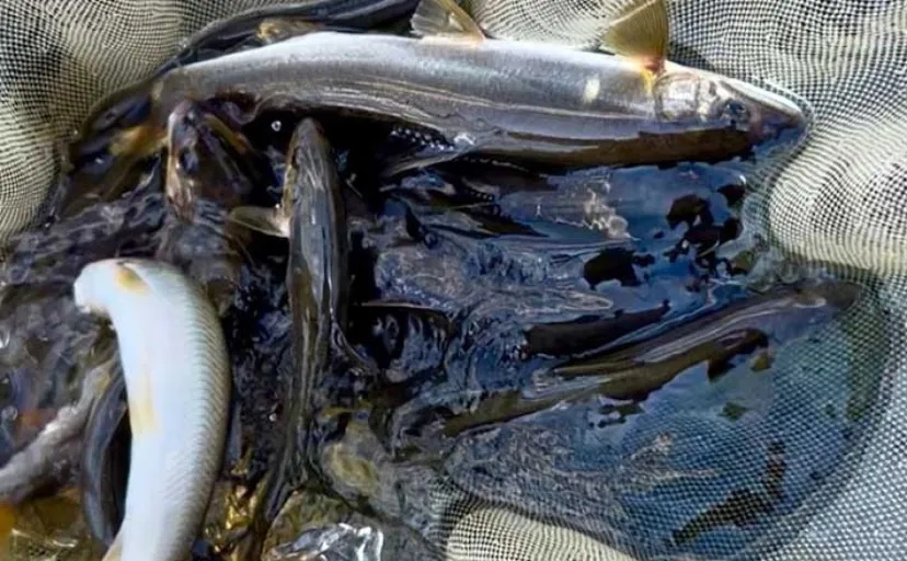 「トモ釣りも鮎ルアーも両方楽しむ！」相模川自由区のリレー釣行で18尾手中【神奈川】