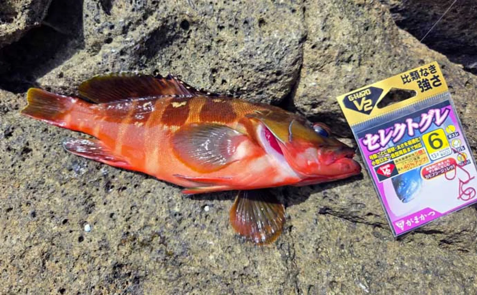 海の中はまだ夏？」沖磯フカセ釣りでシイラにソーダカツオなど7魚種
