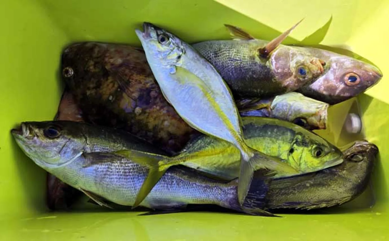 海の中はまだ夏？」沖磯フカセ釣りでシイラにソーダカツオなど7魚種