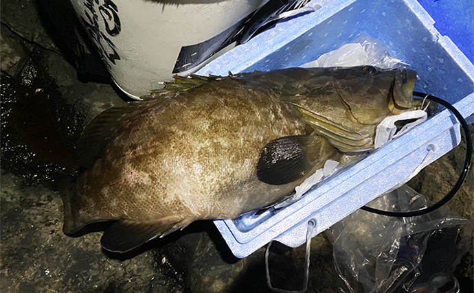 夜釣りで5.3kgアラ（クエ）をキャッチ！【山口】水深2〜3mの浅場