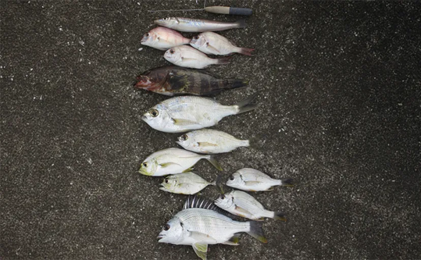 「秋は五目釣りの季節！」河口エリアの投げ＆チョイ投げ釣りで8魚種キャッチ！【和歌山】