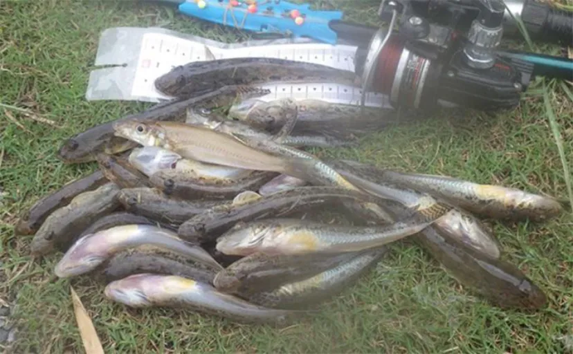 「猫のちょっかいに苦戦？」白狐川のハゼ釣りでマハゼ25匹手中【千葉】