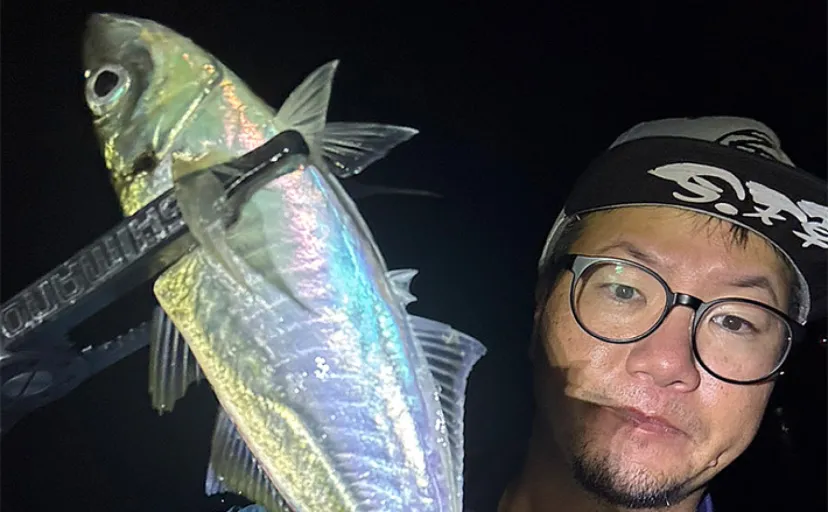 アジングで31cm頭に良型アジ2桁釣果【熊本・天草】キャロとジグ単の使い分けで速い潮流を攻略