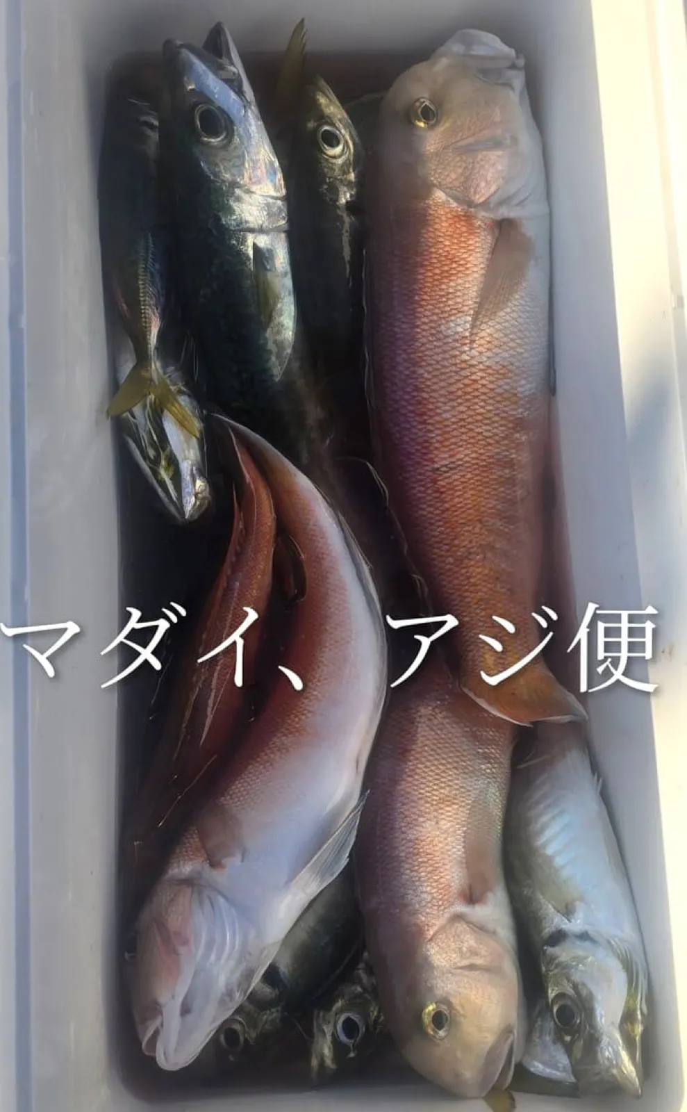 長崎県・五島列島＞メジナ5尾で5kgオーバー＆最大45cm【全国の釣果速報