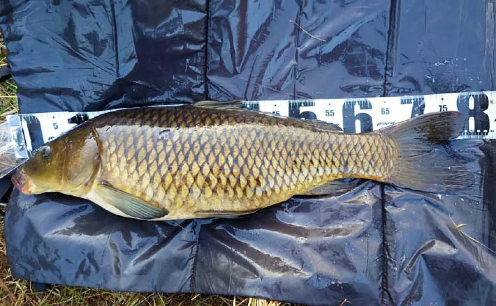 鯉釣りシマノ8000 ボイリーエサで80cmコイを釣りあげる【長良川】ノベザオで豪快な