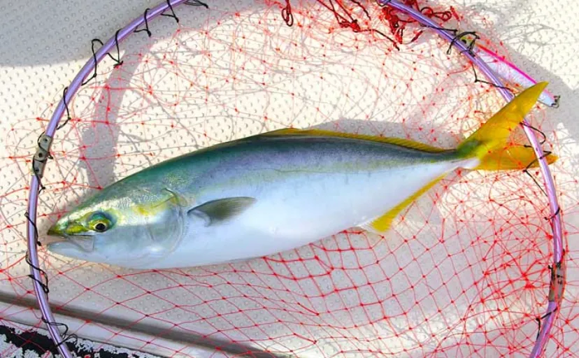 シーズン最後のジギング釣行でハマチをキャッチ!【明石沖】今シーズンは苦戦続き