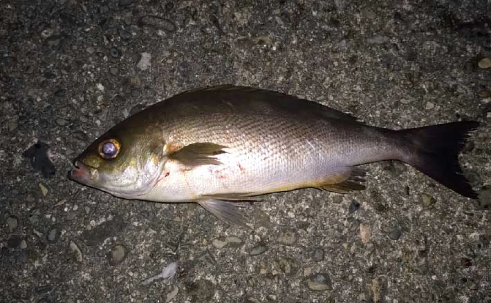 堤防での遠投カゴ釣りで35cm級イサキをキャッチ！ ゲストにマダイと