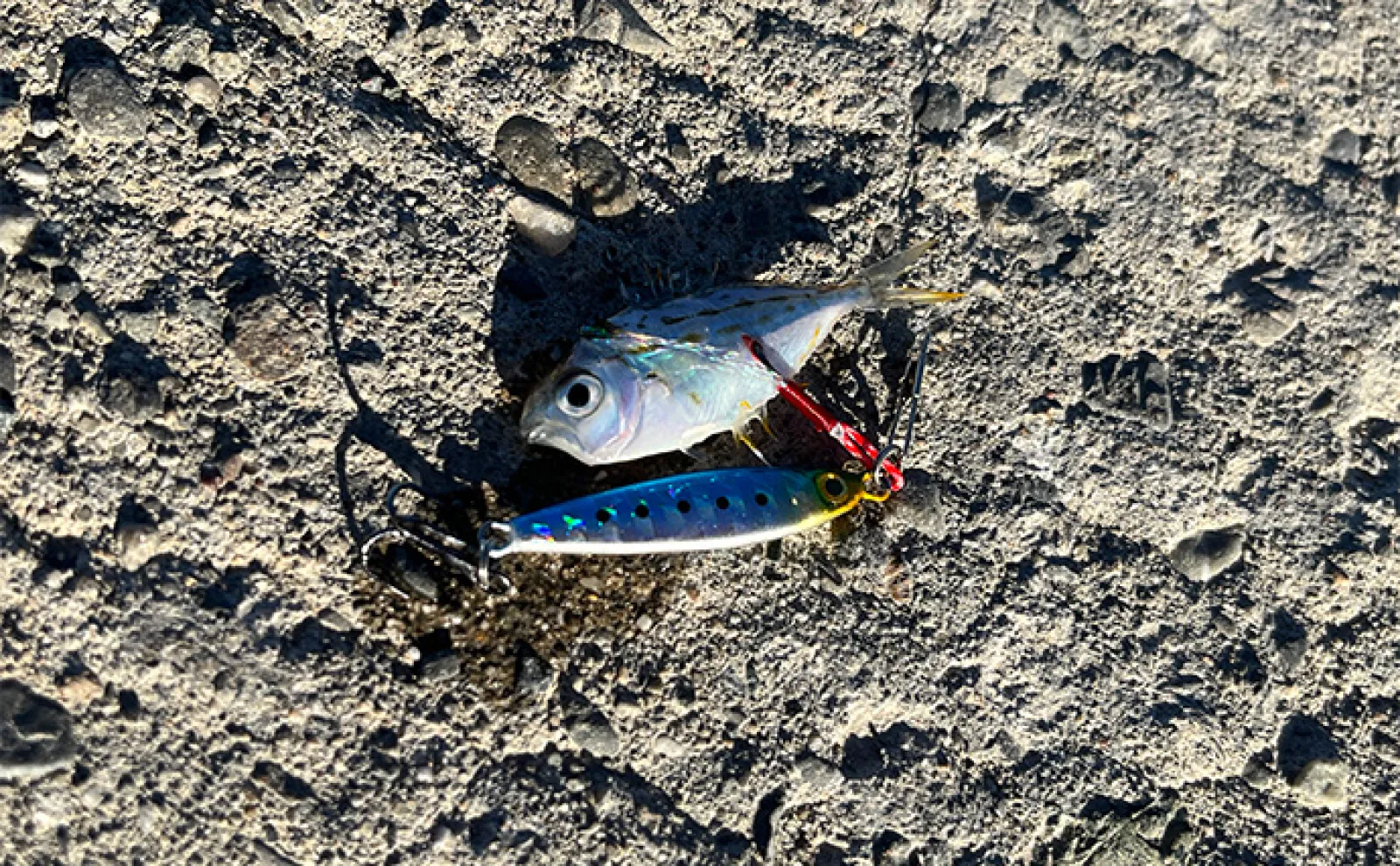 寒波到来＆暴風の浜名湖でダイソージグサビキを投げてみた ヒイラギ