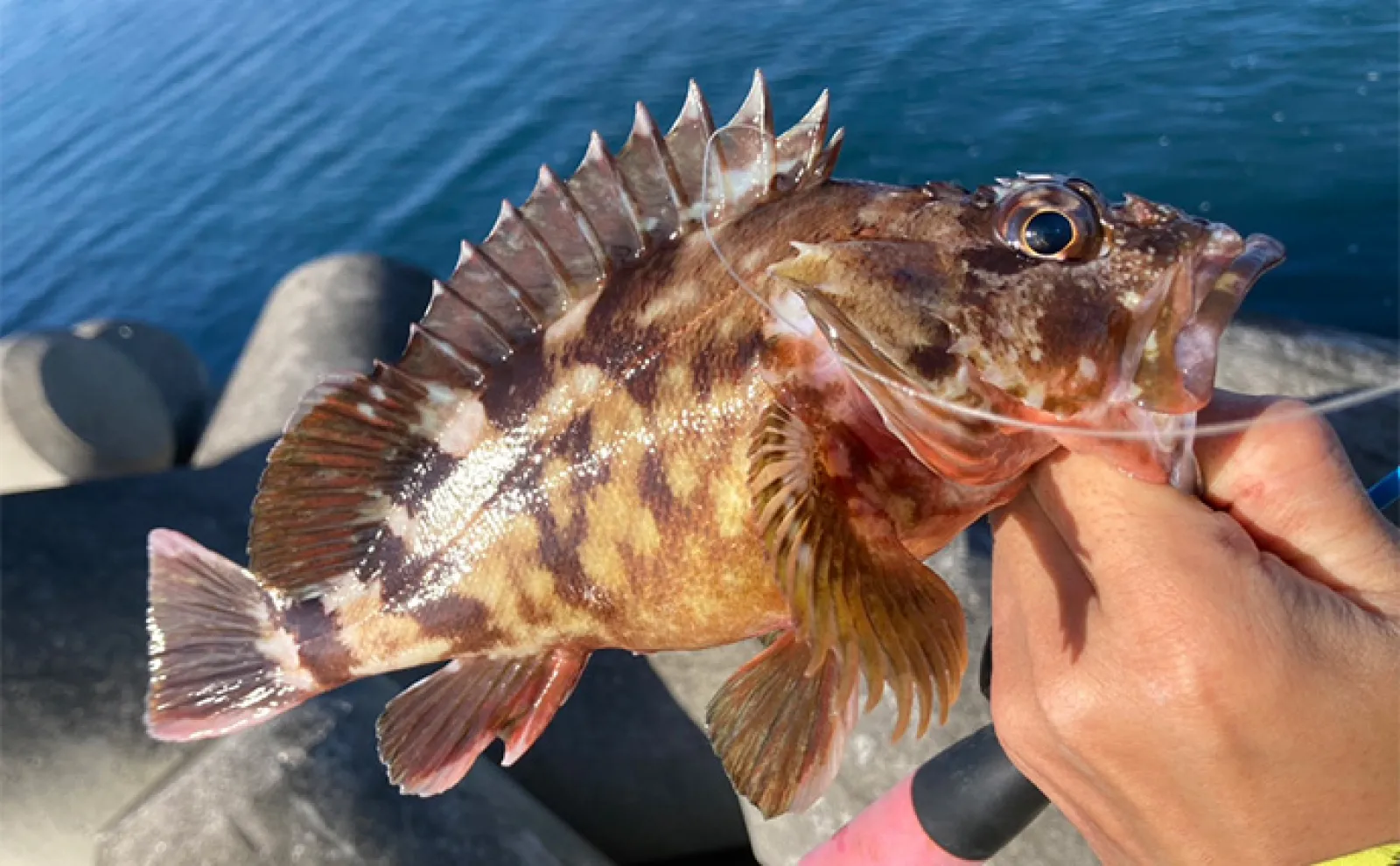 穴釣りで26cm頭に良型カサゴを連打！【三重】釣った魚の内蔵をエサに