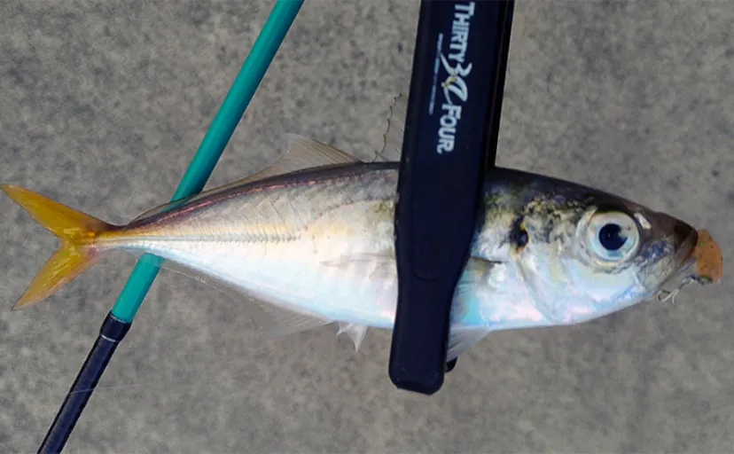 ルアーのカラー選び迷ってない? 昼は「光の三原色」で夜は「色の三原色」を意識しよう