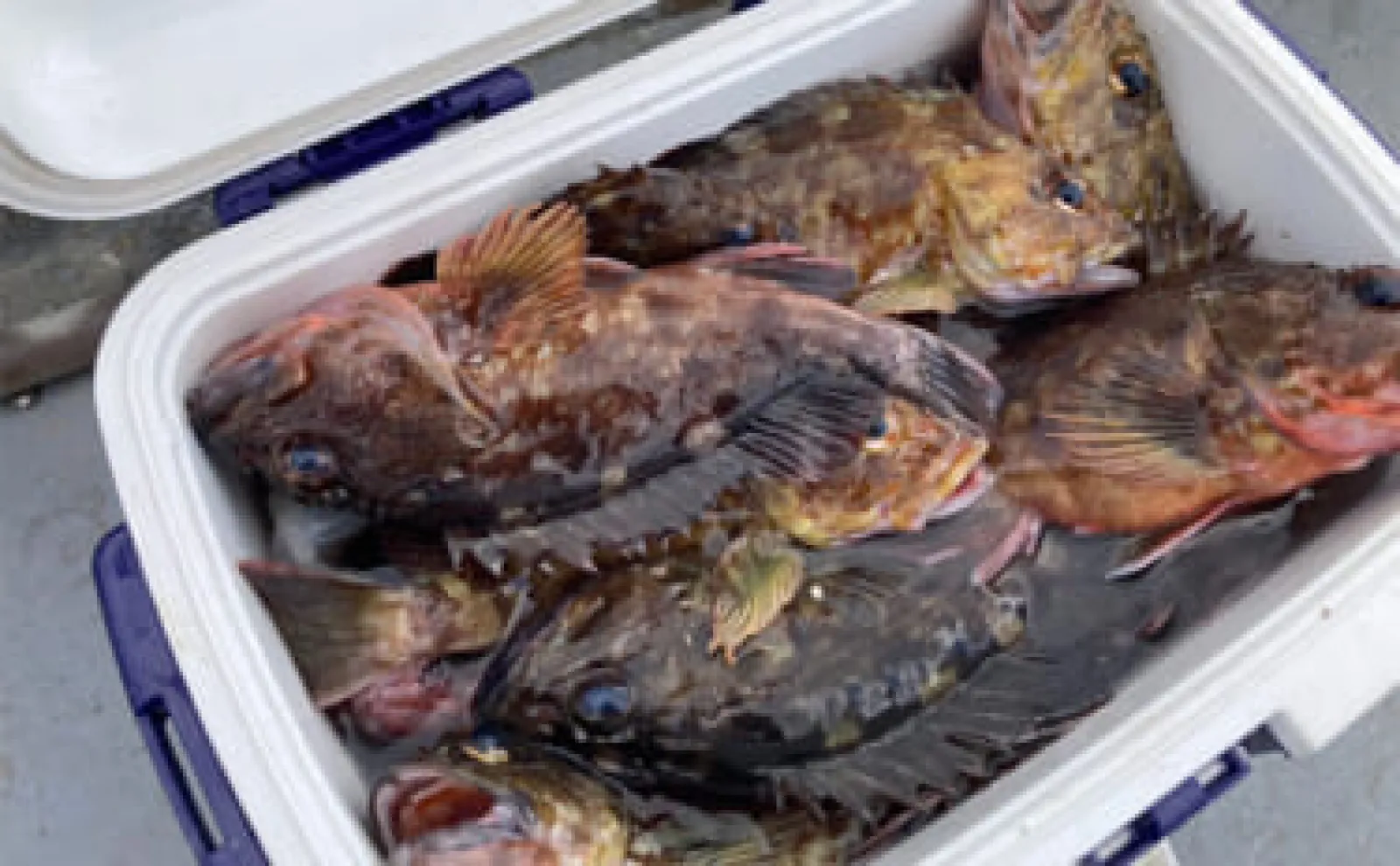 穴釣りで26cm頭に良型カサゴを連打！【三重】釣った魚の内蔵をエサに