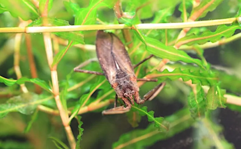 捕えたサカナを溶かして吸う? 絶滅危惧種の水生昆虫『タイコウチ』のすごい特技