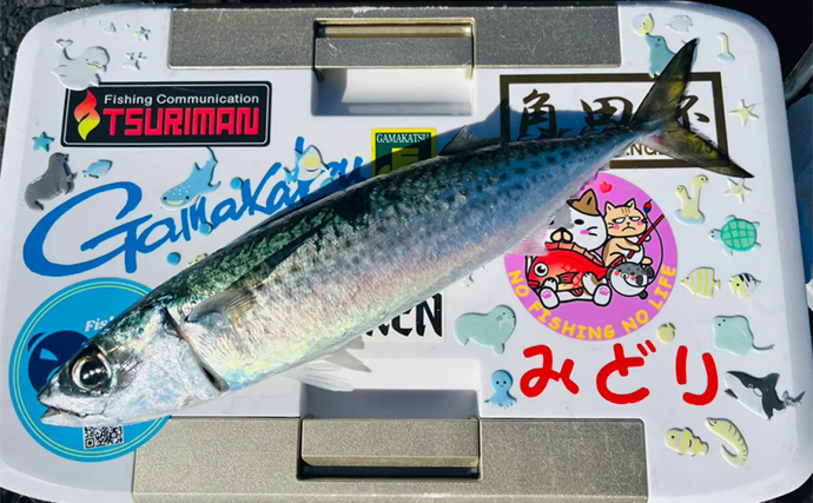 沖磯フカセ釣りで37cmクロを好捕！【大分・大和丸】30cm級クロは入れ