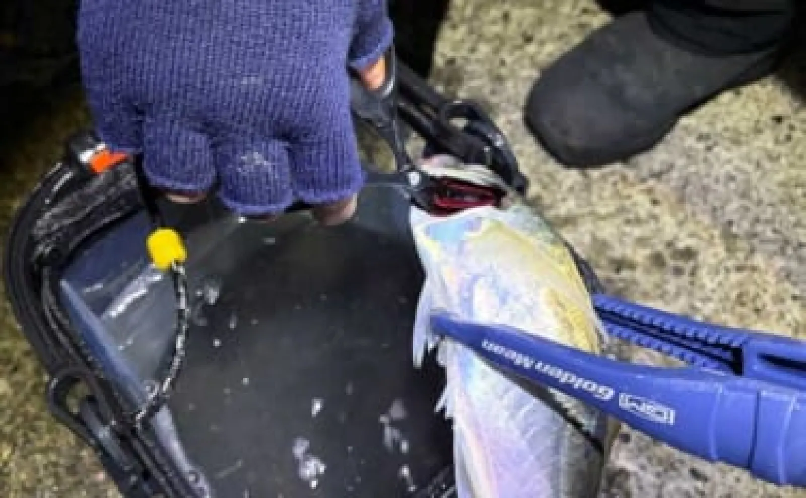 「初心者でも簡単!」 釣った魚を美味しく食べるための持ち帰り方