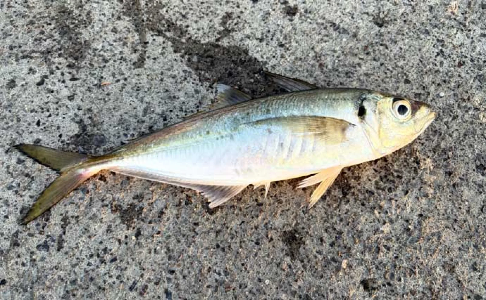「初心者でも簡単！」　釣った魚を美味しく食べるための持ち帰り方